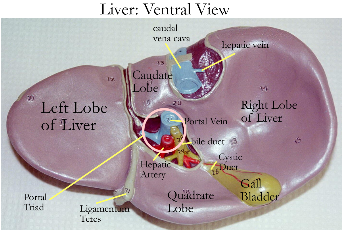 Biology 2404 A&P Basics liver lobes diagram labeled 